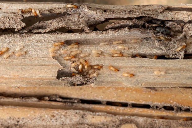 Best Wasp Removal Services  in Lebanon, OR