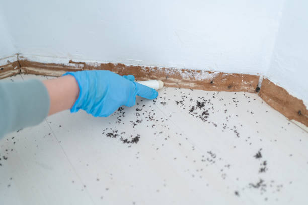 Best Pest Control Near Me in Lebanon, OR